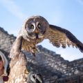 The Eagles of the Ramparts, medieval show in Provins