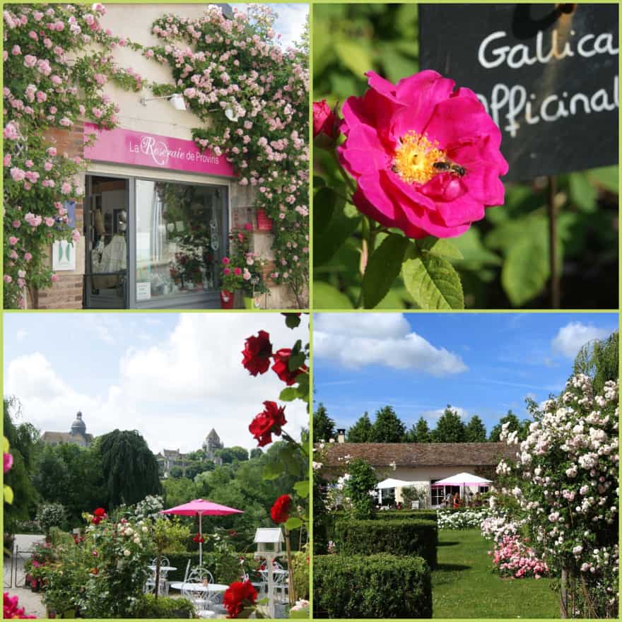 Photos of the rose and the Provins Rose Garden for the press
