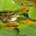 Natural outings in the National Nature Reserve of La Bassée, close to Provins