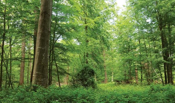 The Ronceaux oak circuit, hiking in the Provinois, Provins region