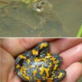 Sonneur à ventre jaune - Bombina variegata, espèce référencée sur le site internet Biodiversité en Brie des Morin, région proche de Provins