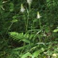 Fleur Rayponce en épi - Phyteuma spicatum, espèce référencée sur le site internet Biodiversité en Brie des Morin, région proche de Provins