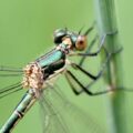 Leste des bois - Lestes dryas, espèce référencée sur le site internet Biodiversité en Brie des Morin, région proche de Provins