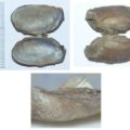 Mulette épaisse - Unio crassus, moule de rivière référencée sur le site internet Biodiversité en Brie des Morin, région proche de Provins