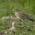 Oedicnème criard - Burhinus oedicnemus, espèce référencée sur le site internet Biodiversité en Brie des Morin, région proche de Provins