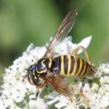 Syrphe - spilomyia manicata, espèce référencée sur le site internet Biodiversité en Brie des Morin, région proche de Provins