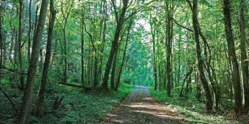 Le Bois des Amourettes, randonnée pédestre dans les Vallées des 2 Morin, région de Provins