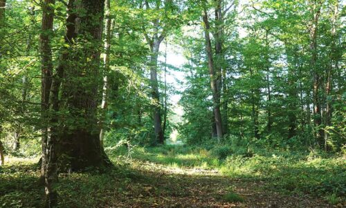 The Beau Chêne circuit (Lovely Oak), hiking in the Provinois, Provins region