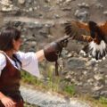 The Eagles of the Ramparts, medieval show in Provins