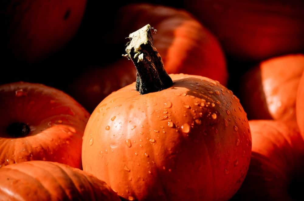 Parcours de la Peur d'Halloween au Centre aquatique du Provinois, à Provins