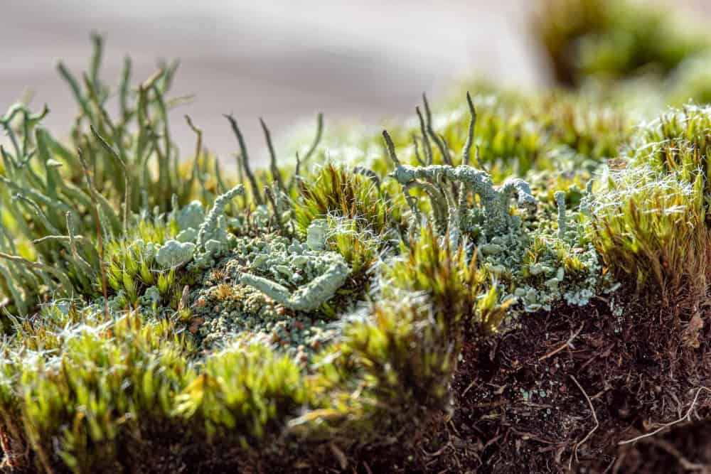 Végétation miniature, sortie nature dans la Réserve Naturelle de la Bassée, à Gouaix proche de Provins
