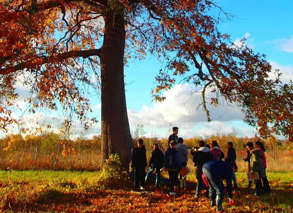 Au cœur de la Forêt, ateliers vacances enfants et exploration de la nature dans la Réserve Naturelle Nationale de la Bassée, proche de Provins