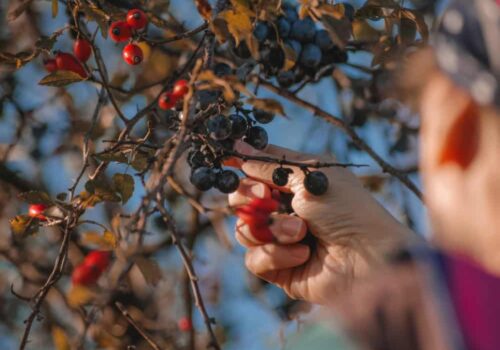 Plantes sauvages et usages, sortie nature dans la Réserve Naturelle de la Bassée, à Gouaix proche de Provins