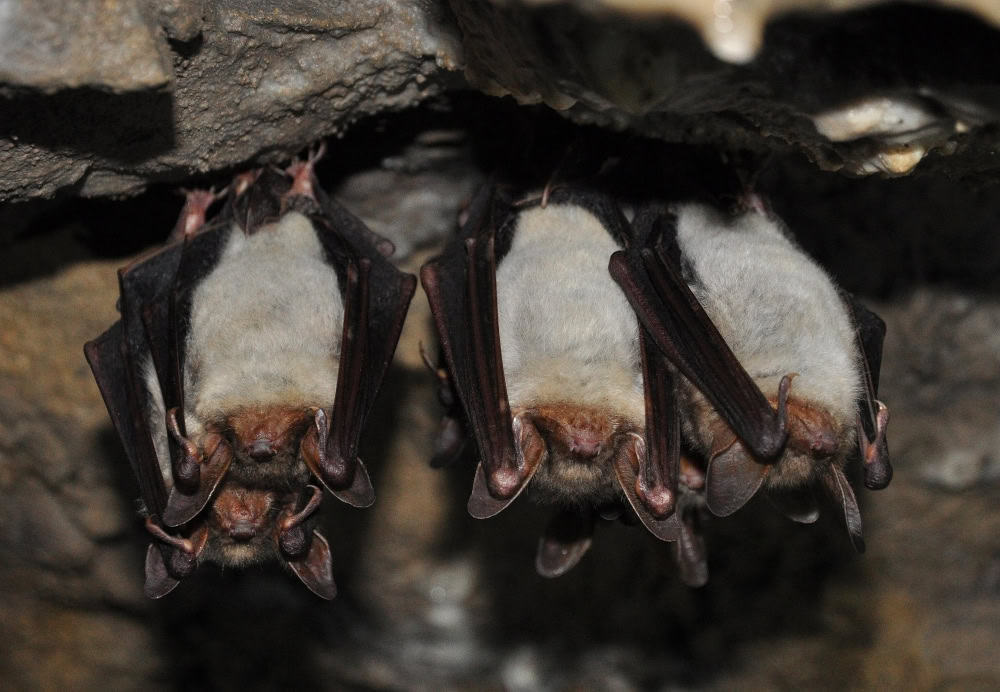 Nuit chauve’age, animation nature dans la Réserve Naturelle de la Bassée, à Gouaix proche de Provins