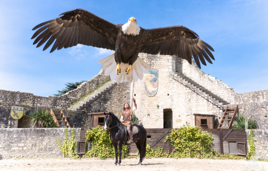 Aigles_des_remparts_PROVINS@Mélanie Guillamot