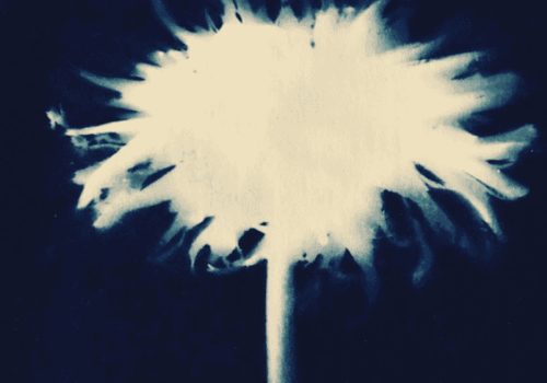 comme des images